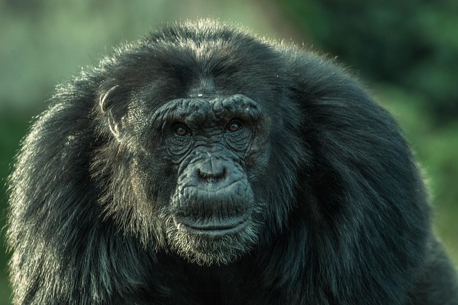 1 day Fishing and Chimpanzee Island tour - Pickup from Kampala or Entebbe