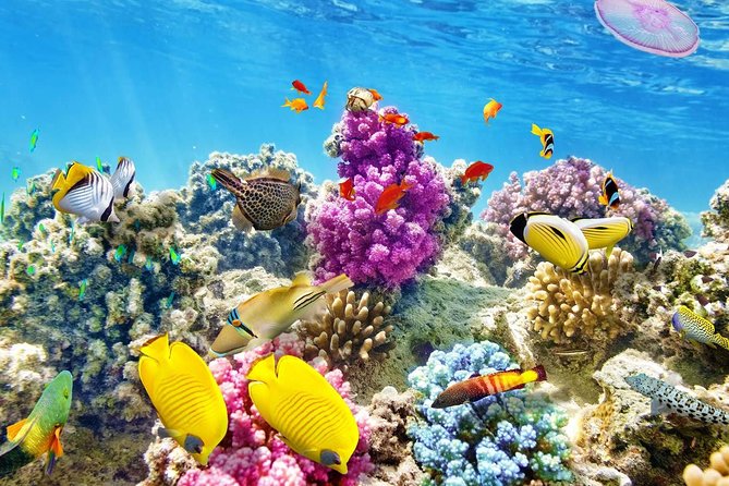 24 Hours Private Boat Snorkeling sea trip and Fishing With equipment - Hurghada - Two snorkeling stops near Giftun Island