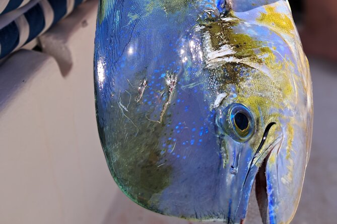 4 Hour Costa Maya Fishing and Snorkeling Experience - Starting at Hotel 40 Cañones in Mahahual