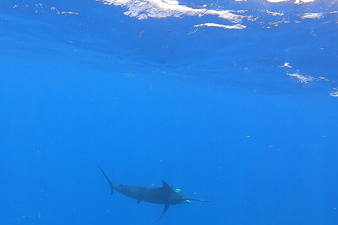 4 Hour Costa Maya Fishing and Snorkeling Experience - What happens to the fish after the catch
