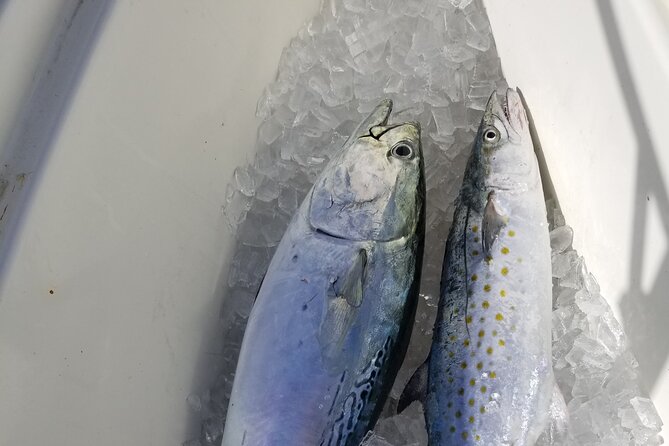 4-hour Fishing Adventure at Belleair Causeway - What you might catch nearshore