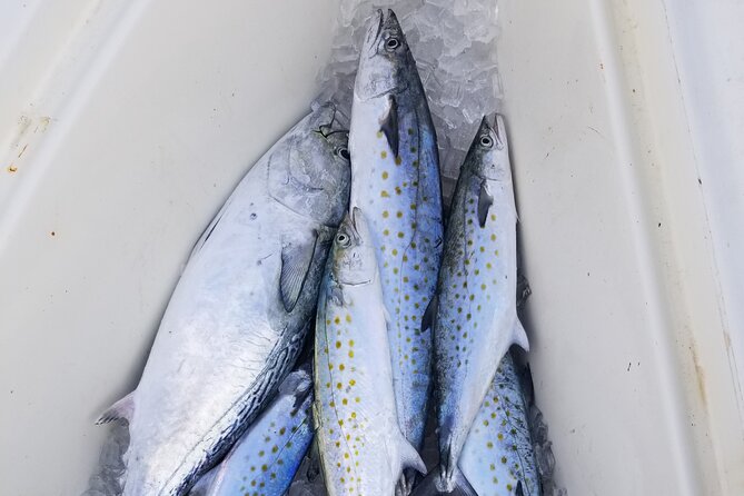4-hour Fishing Adventure at Belleair Causeway - Weather, cancellations, and planning