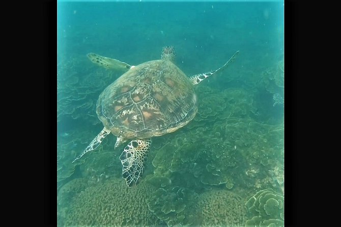 4H Snorkeling and Fishing Cruise on Magnetic Island - Radical Bay begins the morning with quiet views
