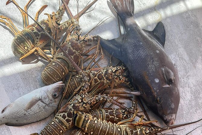 4HR-Halfday Private Fishing Tour in Gracebay - What to confirm before you pay