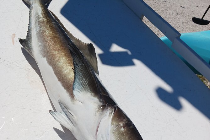6 Hour Private Fishing Tour in Sarasota with Master Captain Bill - What comes with the $425 price