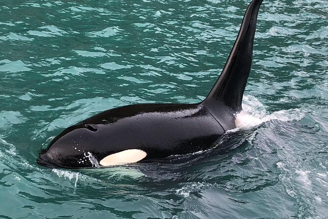 8hr Kenai Fjords Whale Watching Tour w/ 1hr Fishing 16 Passengers - Starting at 7:00 am on 4th Avenue