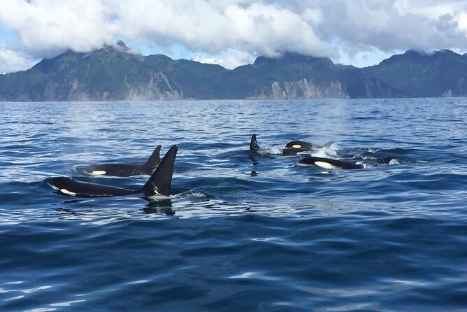 8hr Kenai Fjords Whale Watching Tour w/ 1hr Fishing 16 Passengers - What the crew adds to a long day