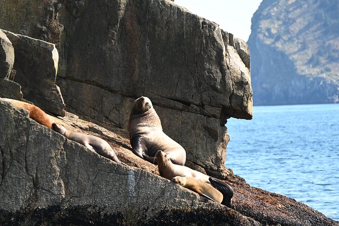 8hr Kenai Fjords Whale Watching Tour w/ 1hr Fishing 16 Passengers - What to bring for the day