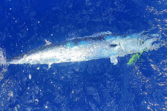 A Day of Big Game Fishing in a small group - The price: good value for the right fishing group