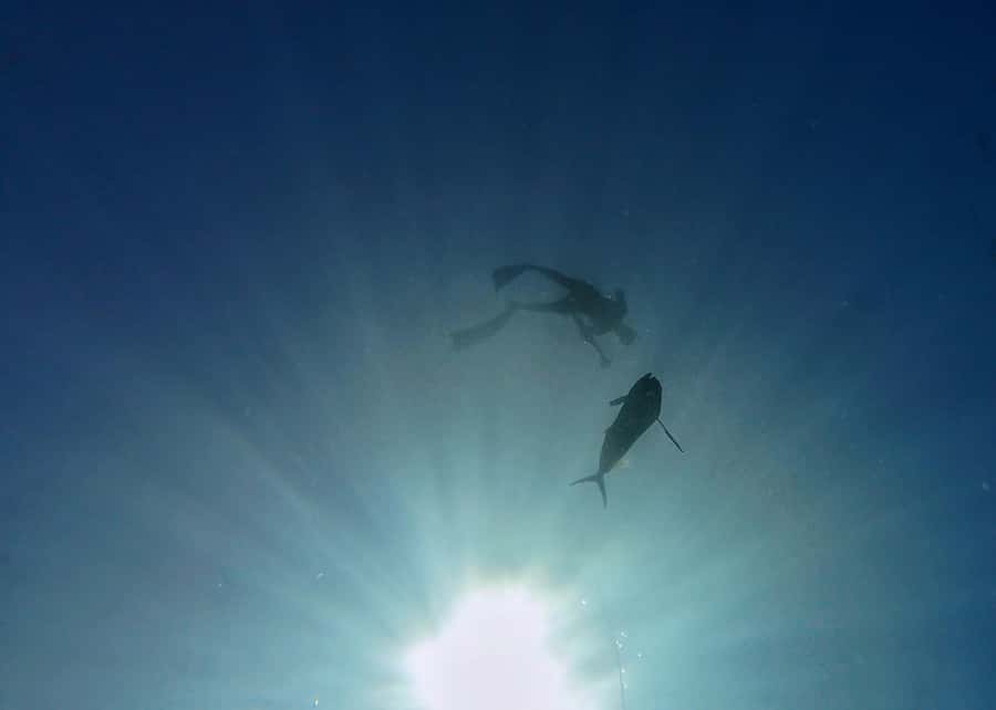 Amed: Spearfishing, Freediving and Catch & Cook Adventure - Three and a half hours of guided spearfishing