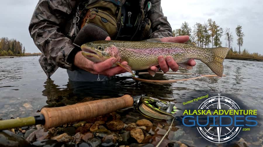 Anchorage: Full-day guided fly-fishing with Hotel Pickup - From an Anchorage hotel to a Southcentral stream