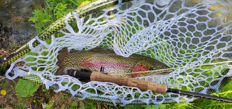 Anchorage: Full-day guided fly-fishing with Hotel Pickup - What you may catch in these Alaska streams