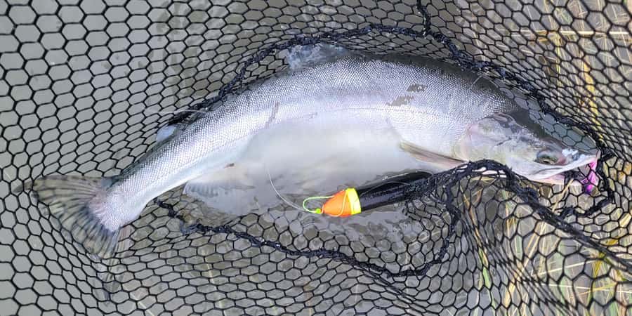 Anchorage: Full-day guided salmon fishing with Hotel Pickup - Key points at a glance