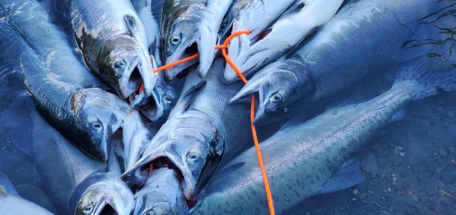 Anchorage: Full-day guided salmon fishing with Hotel Pickup - The possible grilled-salmon finish