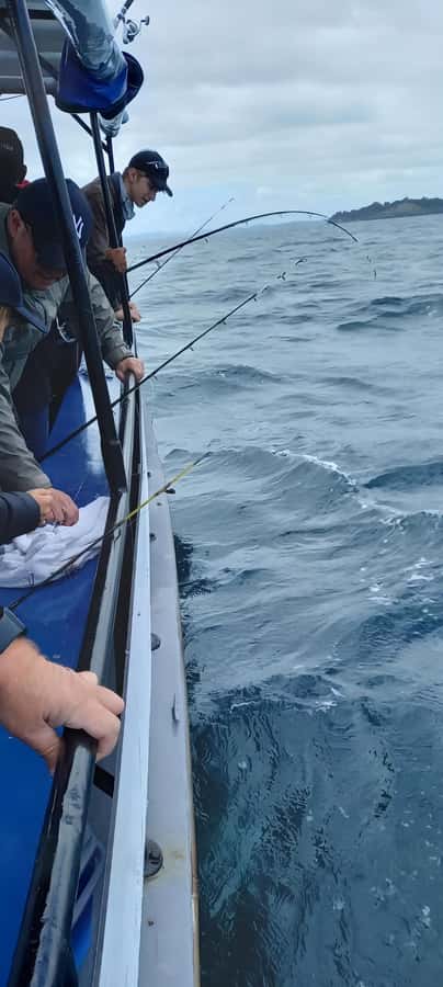 Auckland: Twilight Fishing Charter 5pm - 9:30pm - Bait is the detail that can make or break the evening