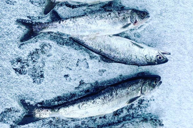 "Aurora Ice" - Ice Fishing & Salmon Dinner Tour - Inside the heated ice-fishing cabin