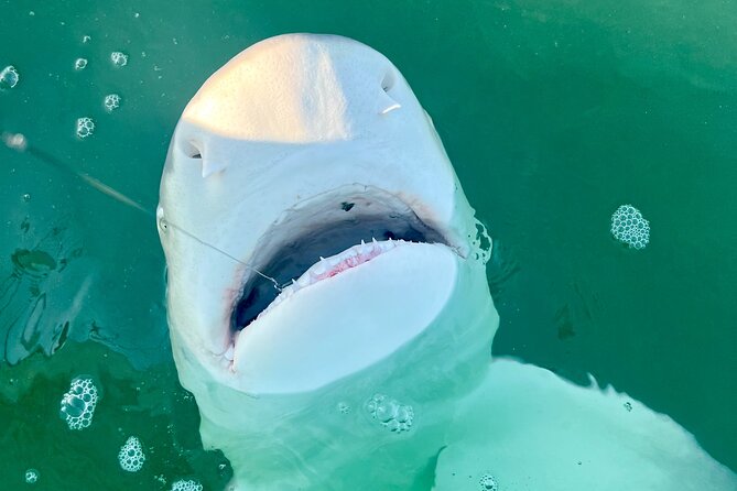 Backcountry Half Day Fishing Key West - Who will enjoy this charter most?