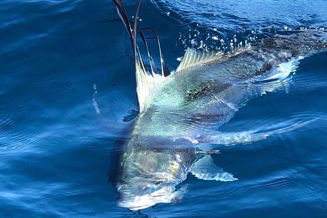 Baja Fishing Dream Roosterfish Dorado Marlin Yellowtail Tuna - Is $987.52 a Good Price for Four People?