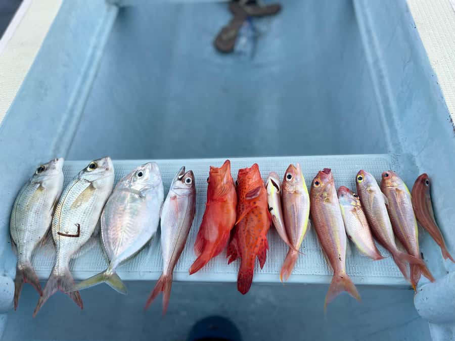 Bali/Lovina: Private Fishing Tour with Snorkeling Option - Key points to know before you book