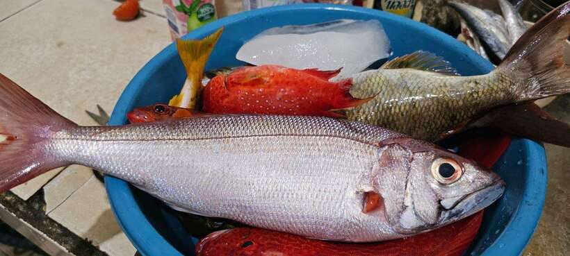 Bali: Private Fishing Trip with Lunch - What the fishing feels like in practice