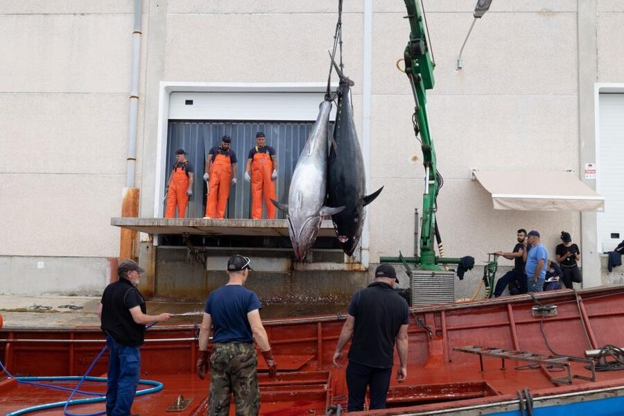 Barbate: Boat Tour to the Almadraba of Conil (Tuna Fishing) - Key points before you reserve