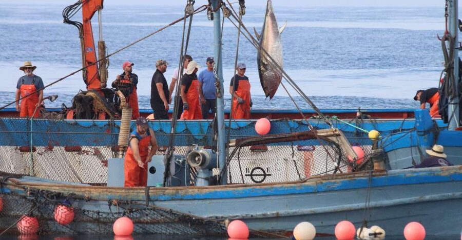 Barbate: Boat Tour to the Almadraba of Conil (Tuna Fishing) - Understanding the trap before the catch