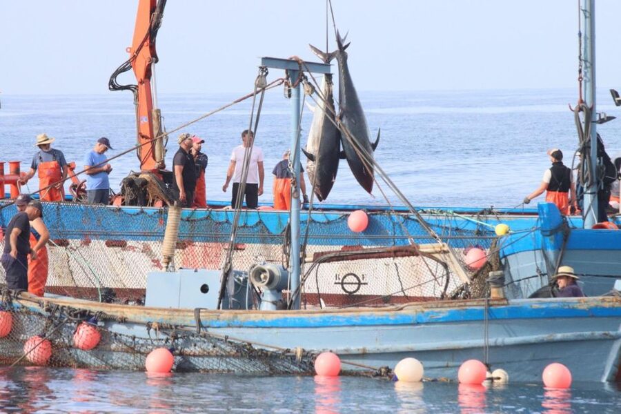 Barbate: Boat Tour to the Almadraba of Conil (Tuna Fishing) - The tide change and the levantá