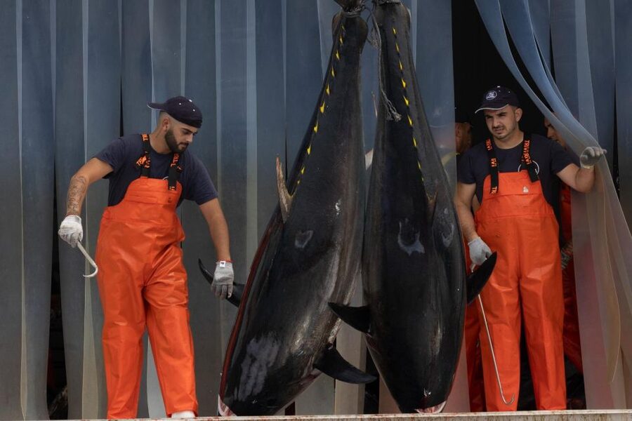Barbate: Boat Tour to the Almadraba of Conil (Tuna Fishing) - Is $225 a fair price?