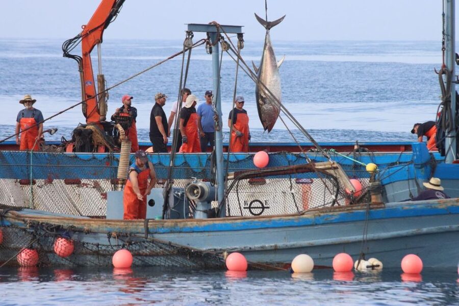 Barbate: Boat Tour to the Almadraba of Conil (Tuna Fishing) - Language, comfort, and what to bring