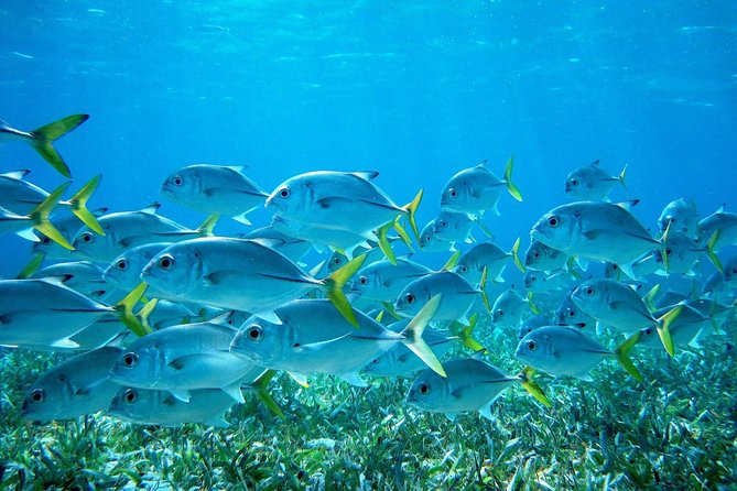 Barrier Reef Snorkel & Fishing Combo - Key things to know before you book