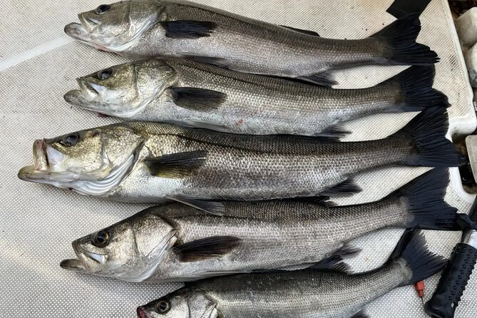 Boat Fishing Activity in Central Tokyo - Horse mackerel, a practical taste of Japan
