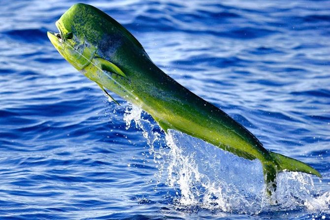 Boca Raton Deep Sea Fishing Trips - Is $938 a fair price for six people?