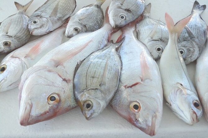 Bottom Fishing Activity from Quarteira - Setting out from Vilamoura Marina at 9:00 am