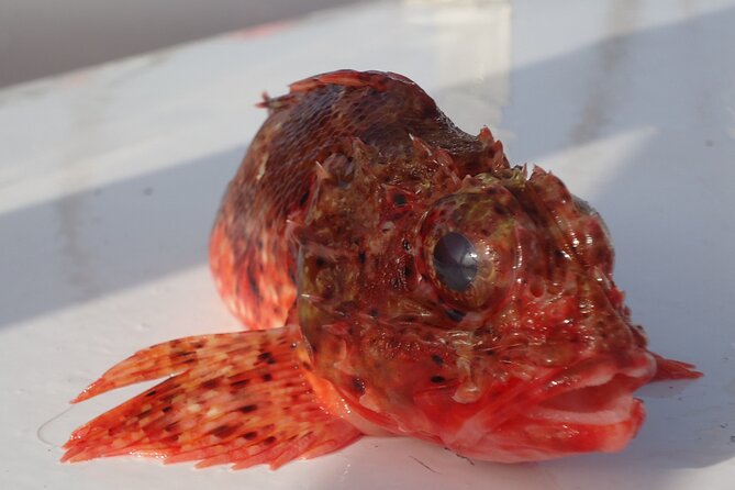 Bottom Fishing Activity from Quarteira - Is $69.81 good value for five hours?