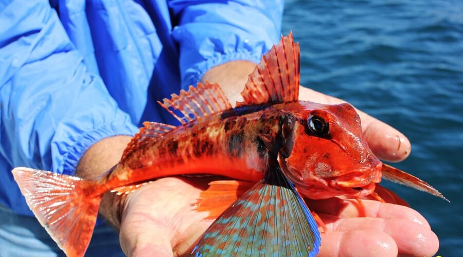 Bottom Fishing Lagos - What the itinerary actually involves