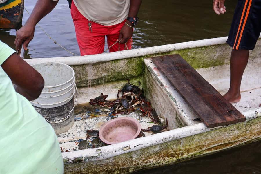 Cartagena: Artisanal fishing through the mangroves - Why the mangroves matter near Cartagena