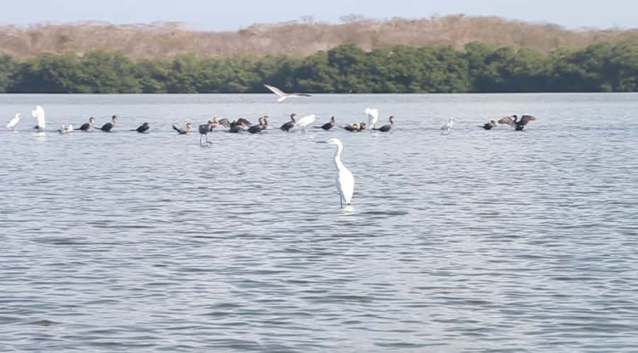 Cartagena Fishing, Crabbing, Birdwatching Experience + Lunch - The best parts of this four-hour outing