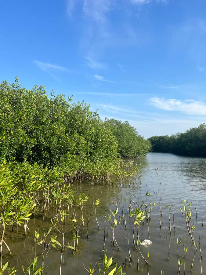 Cartagena: Mangrove Eco Tour & Fishing with Transportation - Fisherman Island and the local way of life