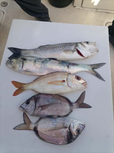 Cascais: Half-Day Fishing Trip - Key points to know before you go
