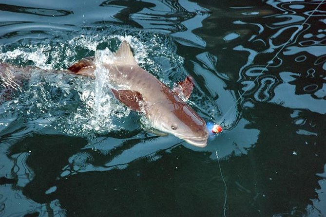 Clearwater Inshore Fishing Charter - What the guide adds to the day
