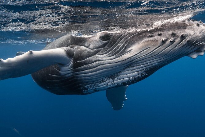 DEEP SEA FISHING 1/2 day (private group) - Is $910.98 good value for four people?