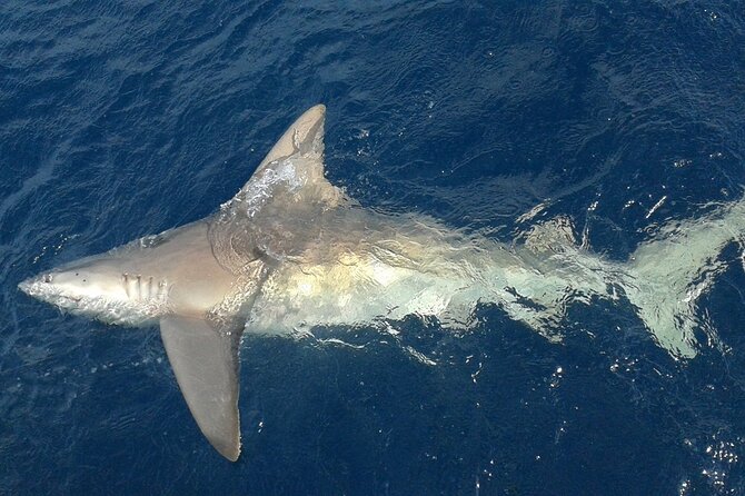 Deep sea fishing charters in Fort Lauderdale aboard 52' Hatteras - Wreck fishing and bottom fishing in deep water