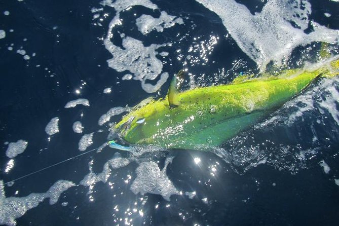 Deep Sea Fishing for 5 Hours from Cabo San Lucas - Boat size, comfort, and the main caution