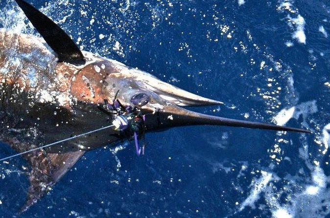 Deep Sea Fishing Private Boat Charter in San Juan - Seasickness is the practical concern