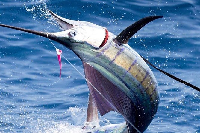 Deep Sea Fishing (Street Food and Beer Included) - The essential points at a glance