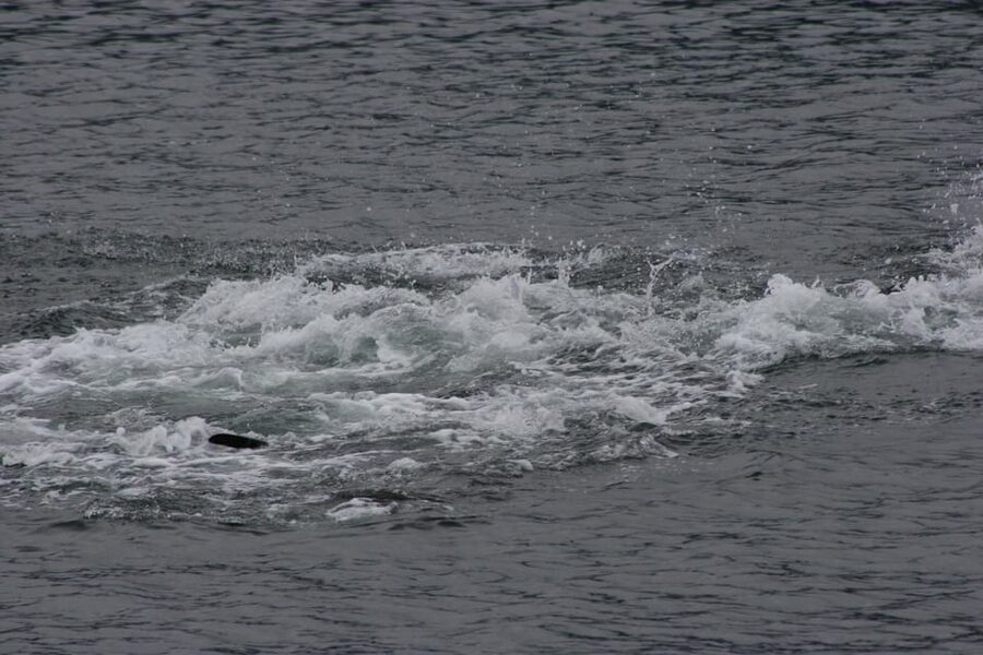Ear Mountain Charters tours: whale watching or fishing - A Small Boat for Icy Strait’s Big Wildlife