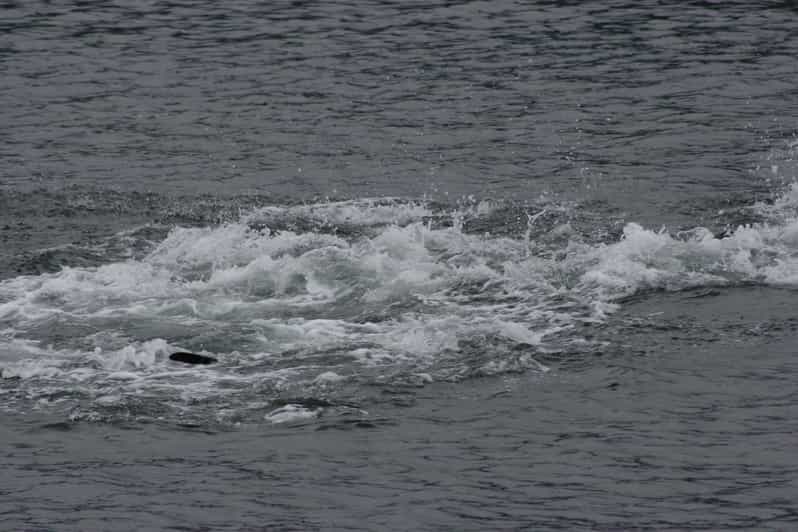 Ear Mountain Charters tours: whale watching or fishing - Fishing With Gear Already on the Boat