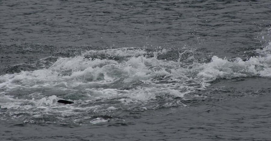 Ear Mountain Charters tours: whale watching or fishing - What the 3 to 6 Hours Feel Like