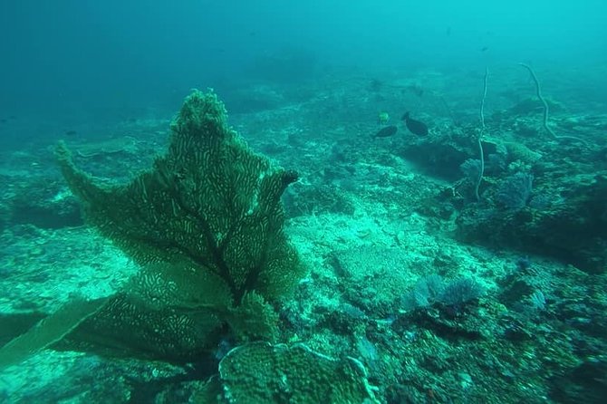 East Bali Spear Or Line Fishing Tour At Virgin Beach - Line fishing, spearfishing, and snorkeling