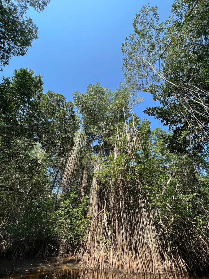 El Paredón: Mangrove Boat Tour with Optional Fishing - Why El Paredón’s Mangroves Matter